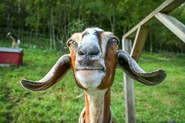 Примеры игроков, которых называют Goat