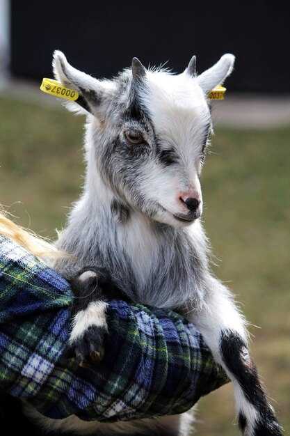 Общественное мнение о лучших игроках и Goat