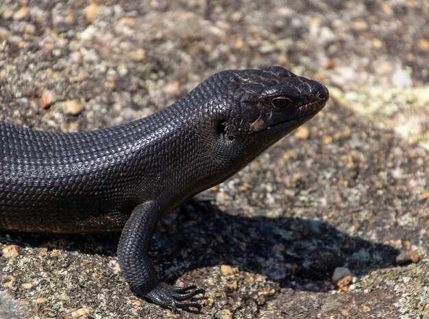 Как правильно носить куфию черную