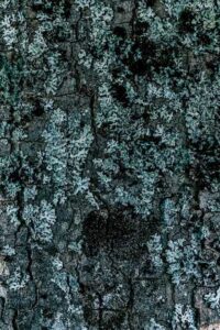 Расцветка флектарн камуфляжная